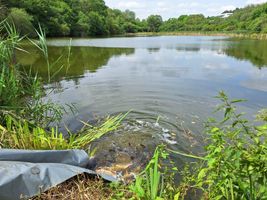 Horní rybník zarybnění 20.6.24 (2).jpg